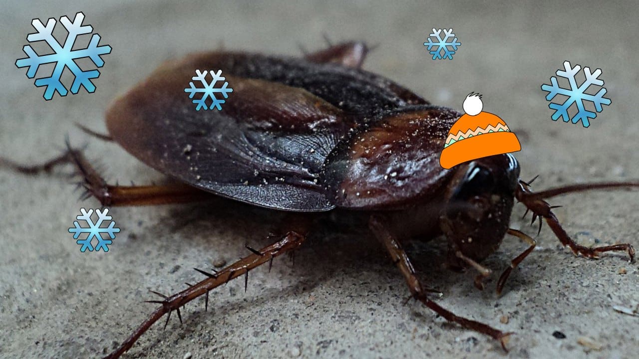 Ebitar que las cucarachas se escondan en tu casa