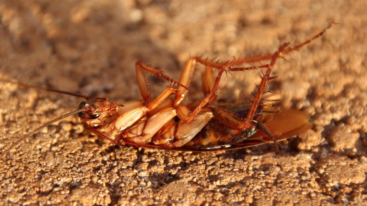 Ebitar que las cucarachas se escondan en tu casa