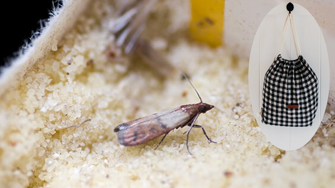 ahuyentar a las polillas y gorgojos de tu cocina