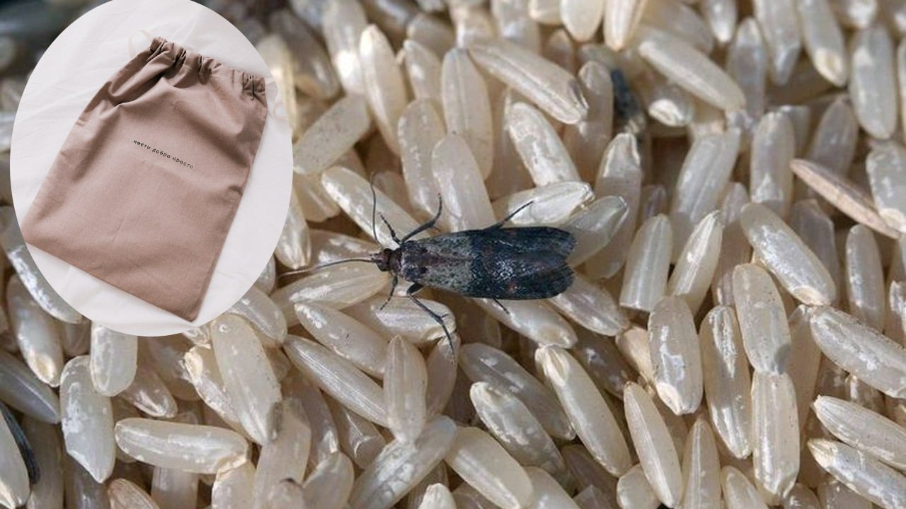 evitar que aparezcan los gorgojos