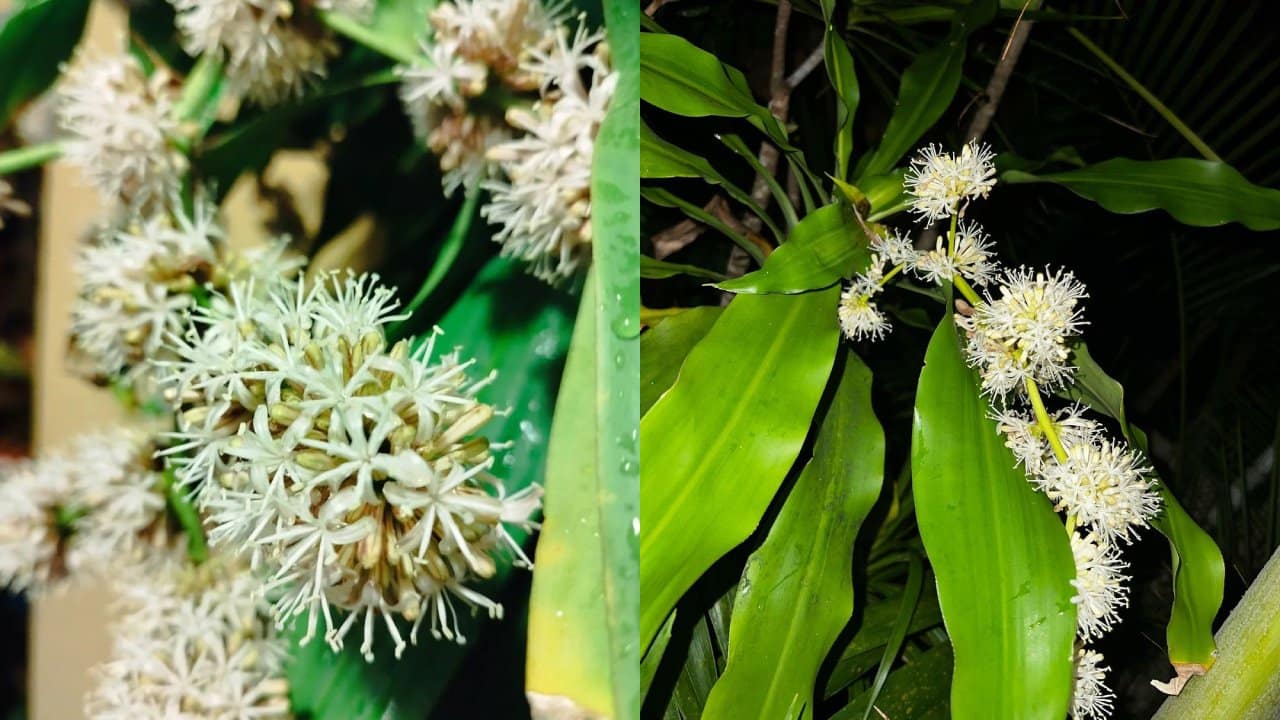 Cómo hacer florecer tu palo de Brasil