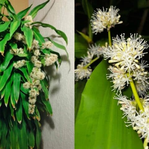 Cómo hacer florecer tu palo de Brasil