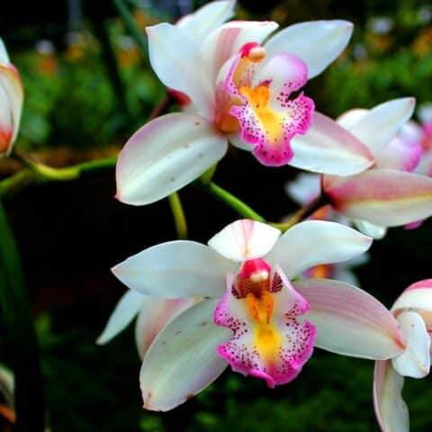 hacer que tus orquídeas den flores