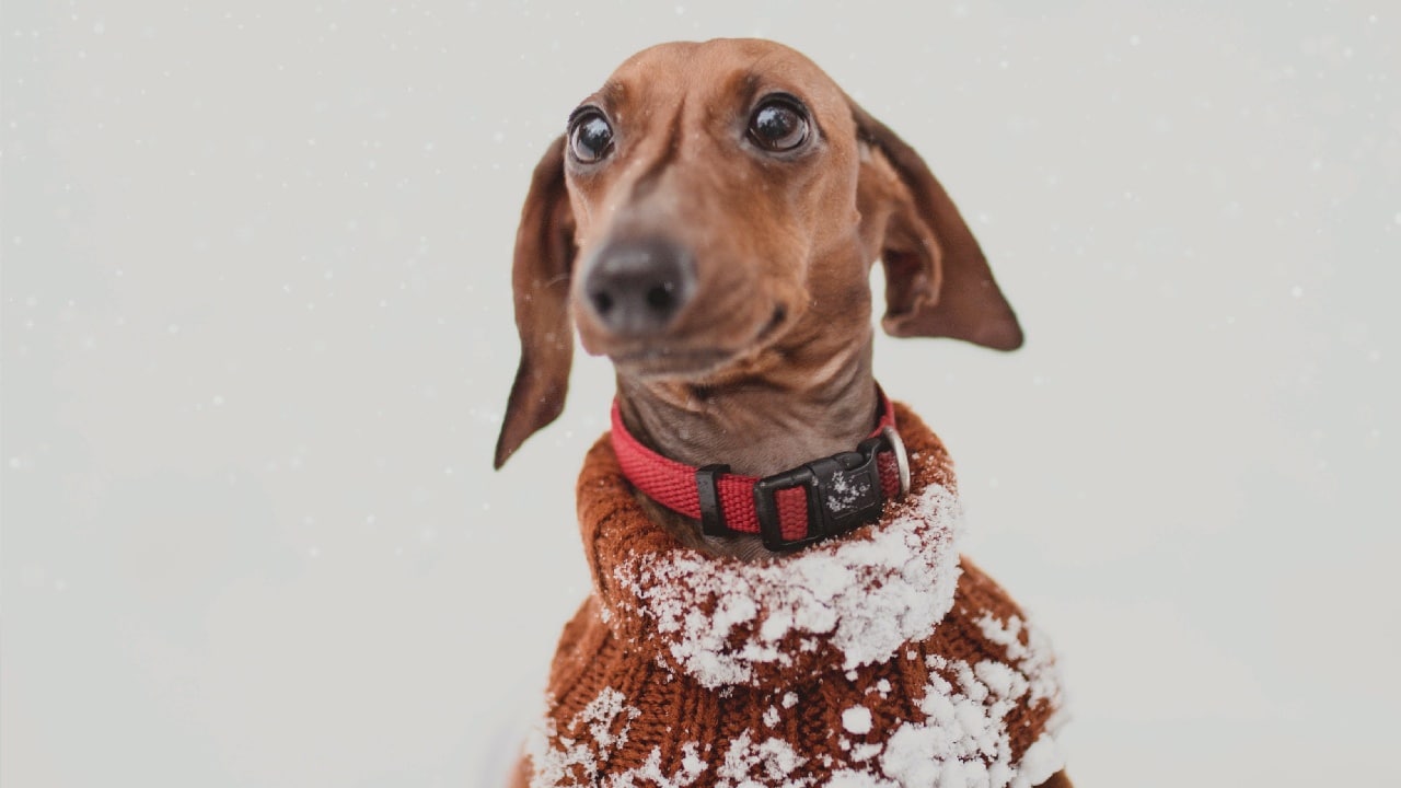 perro necesita sueter