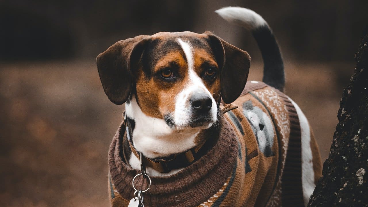 perro puede tener frio