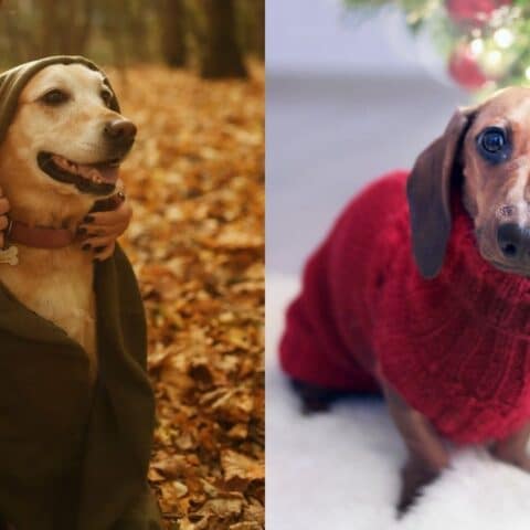 como saber perro tiene frio