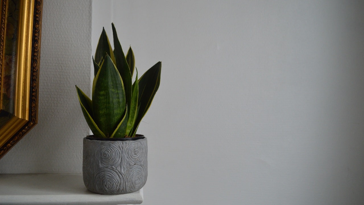 sansevieria contra energias negativas
