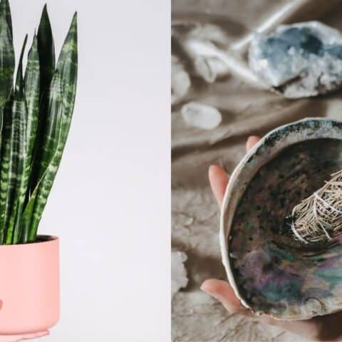 lengua de suegra para proteccion