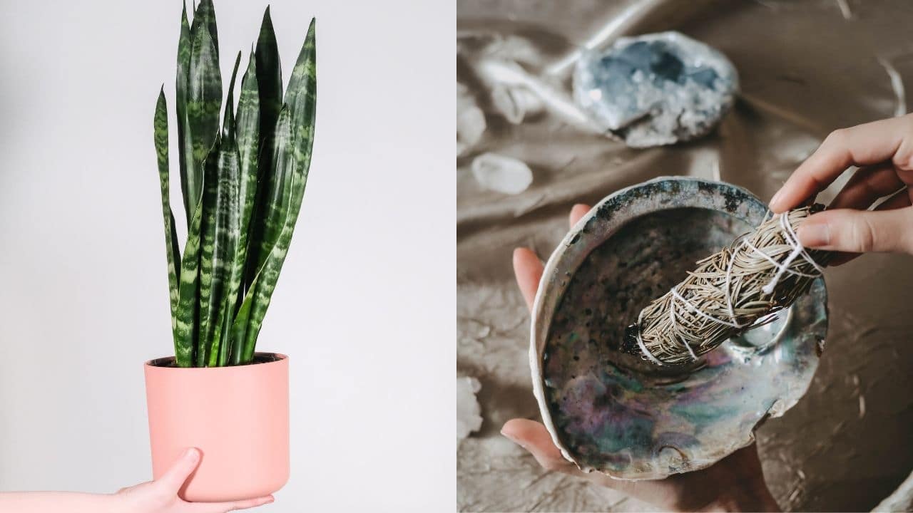 lengua de suegra para proteccion