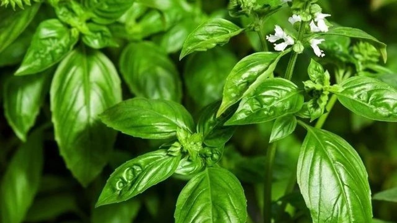 tener albahaca en casa