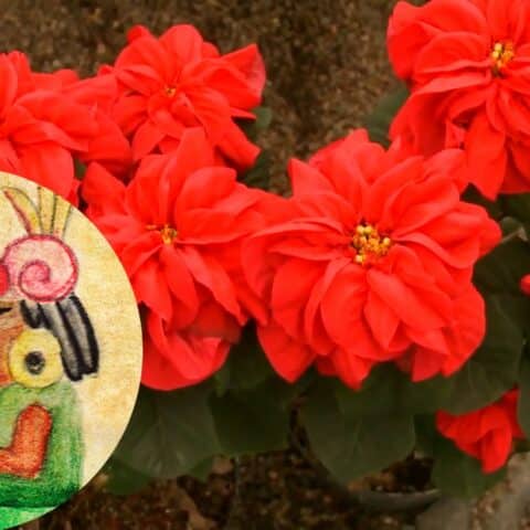 Nochebuena en las culturas prehispánicas