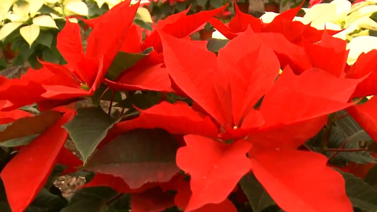 significado de la Nochebuena