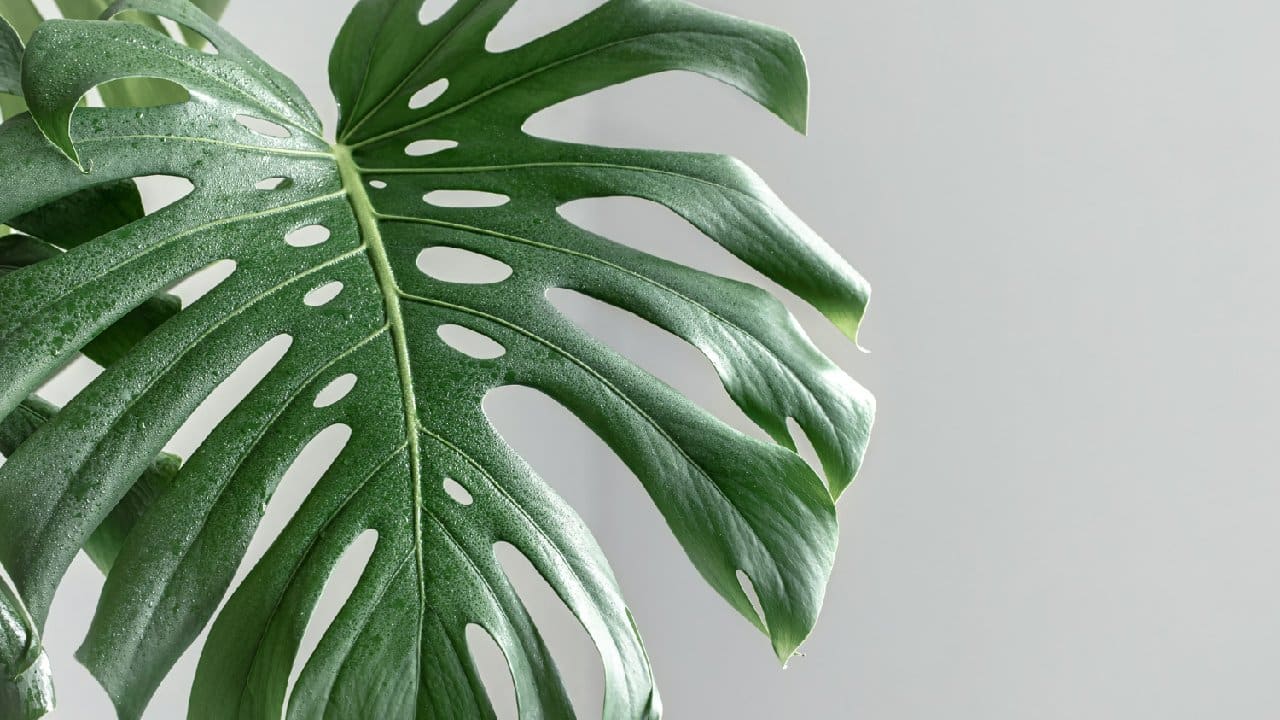 planta de interior crezca sana