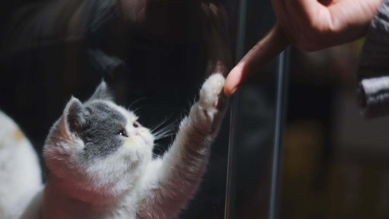 enfermedad aranazo de gato