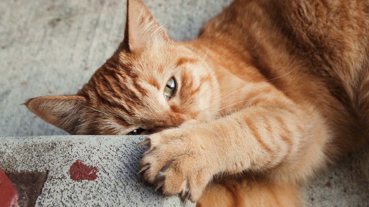 infeccion aranazos de gato