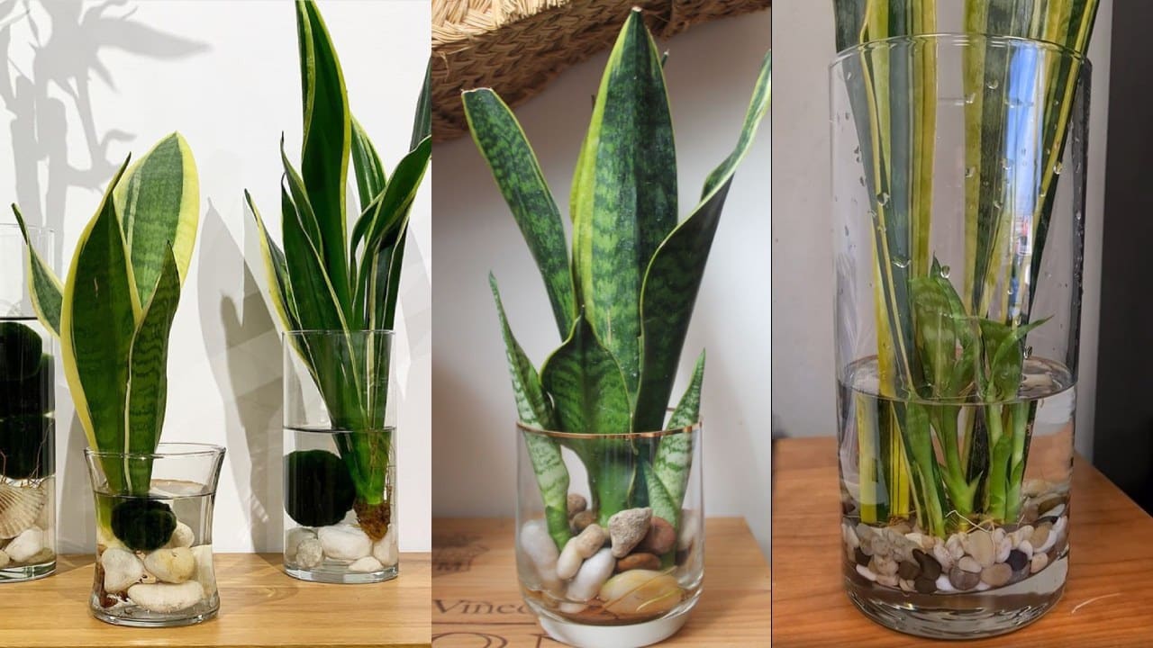 Enraizar lengua de suegra