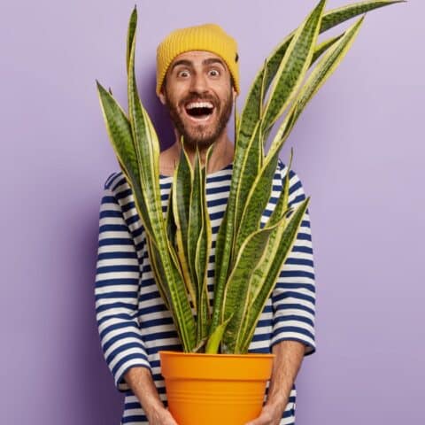 Enraizar lengua de suegra