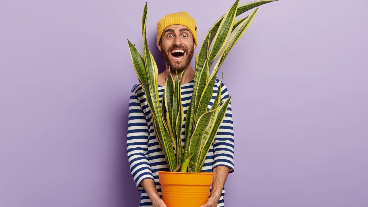 Enraizar lengua de suegra