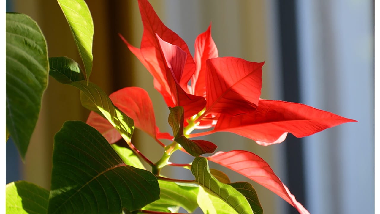 Errores al cuidar tu flor de Nochebuena 