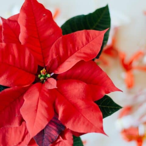 Errores al cuidar tu flor de Nochebuena