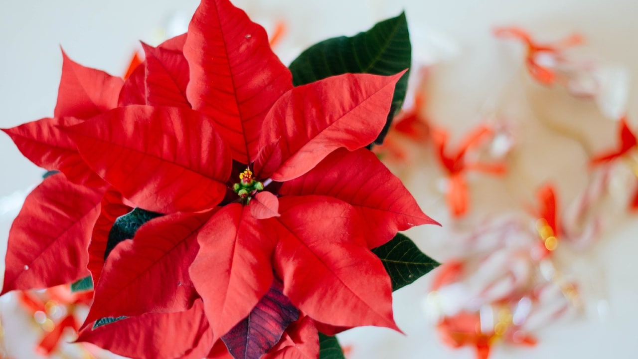 Errores al cuidar tu flor de Nochebuena