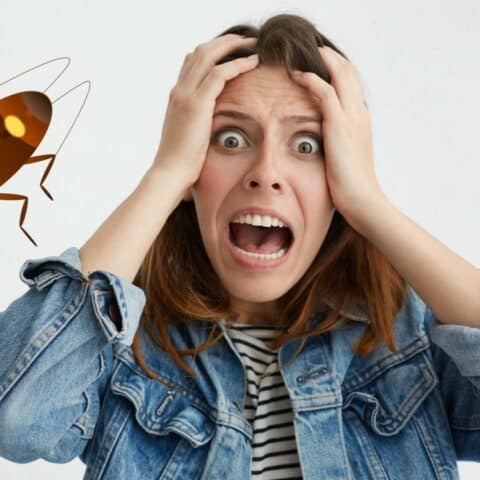 Cosas que atraen a las cucarachas a tu hogar