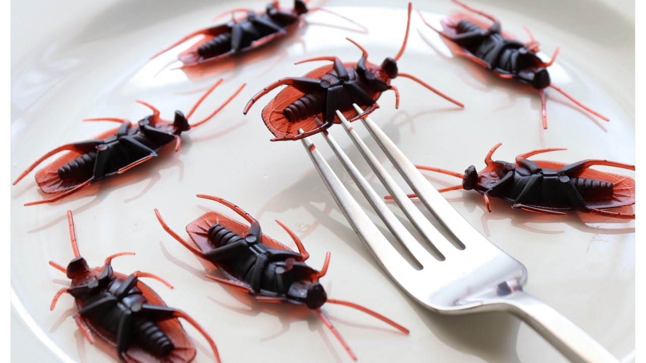 Cosas que atraen a las cucarachas a tu hogar