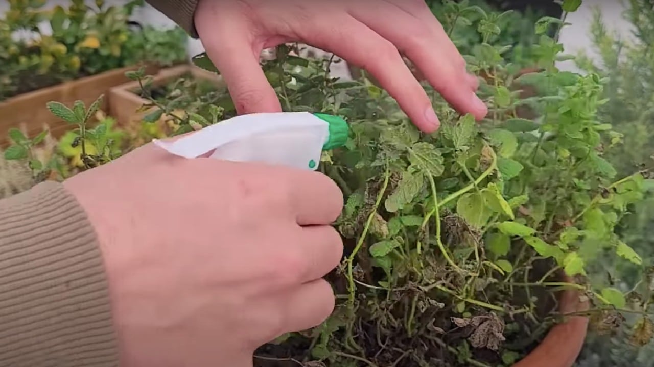 insecticida de leche plantas