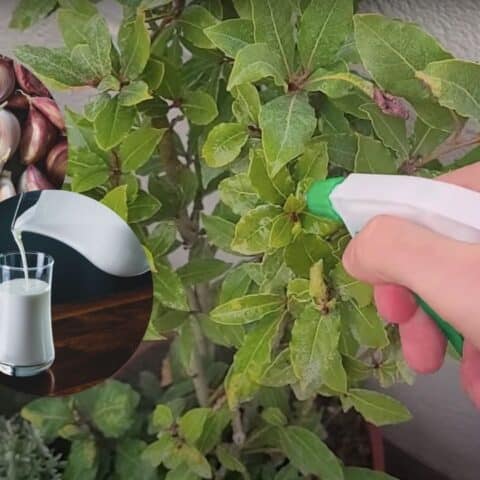 insecticida casero de leche jardin