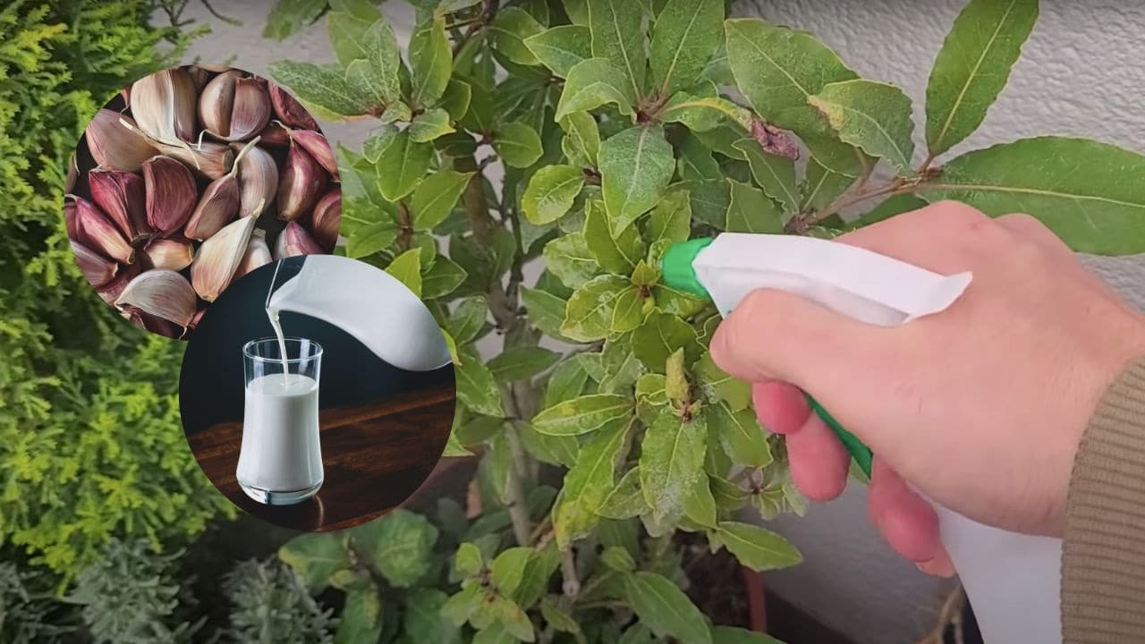 insecticida casero de leche jardin