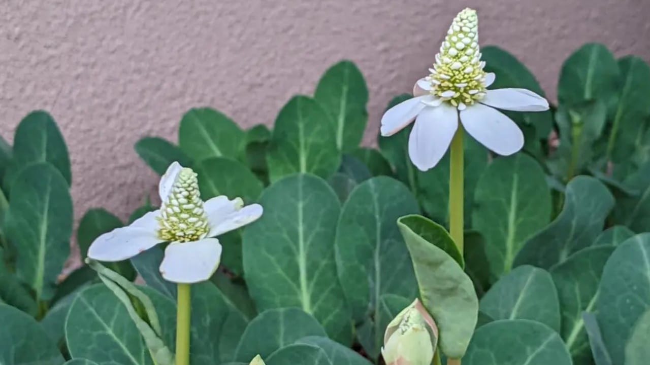 Hierba para curar picaduras de arañas y alacranes