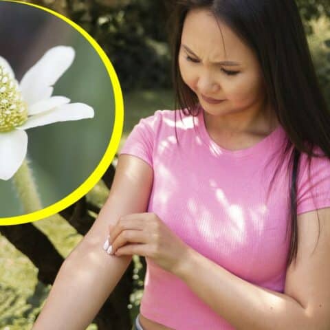 Hierba para curar picaduras de arañas y alacranes