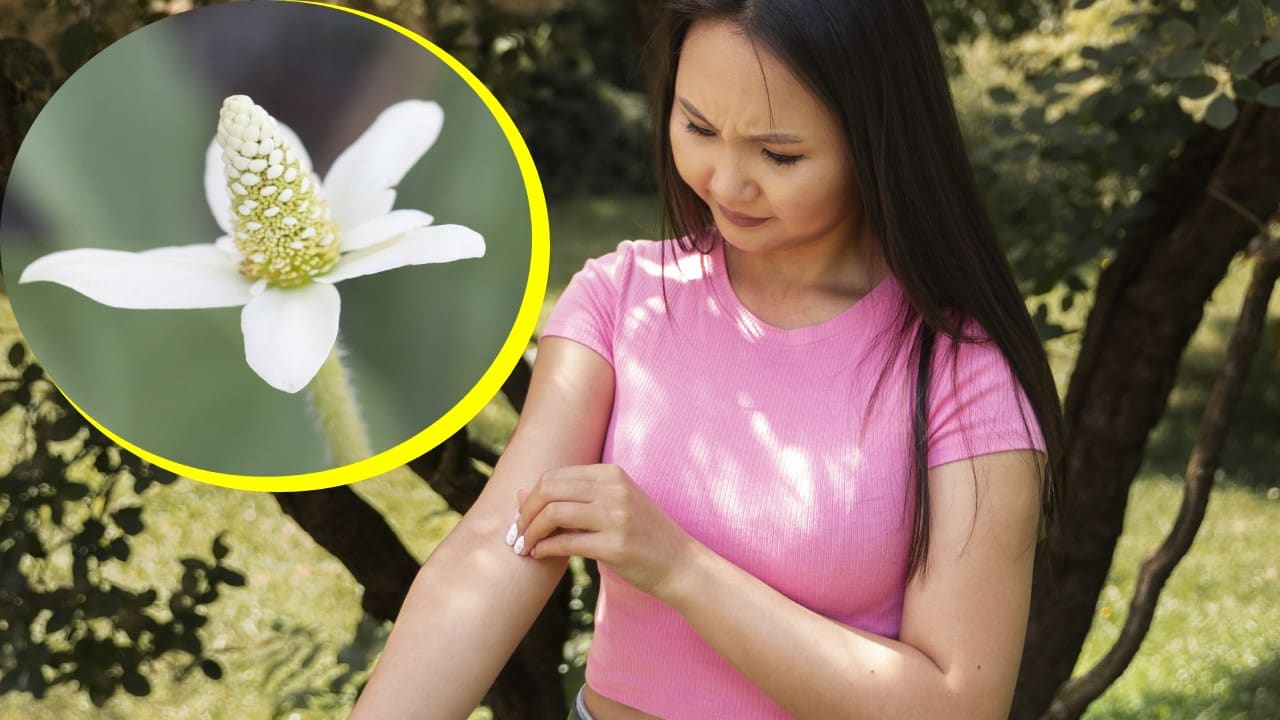 Hierba para curar picaduras de arañas y alacranes