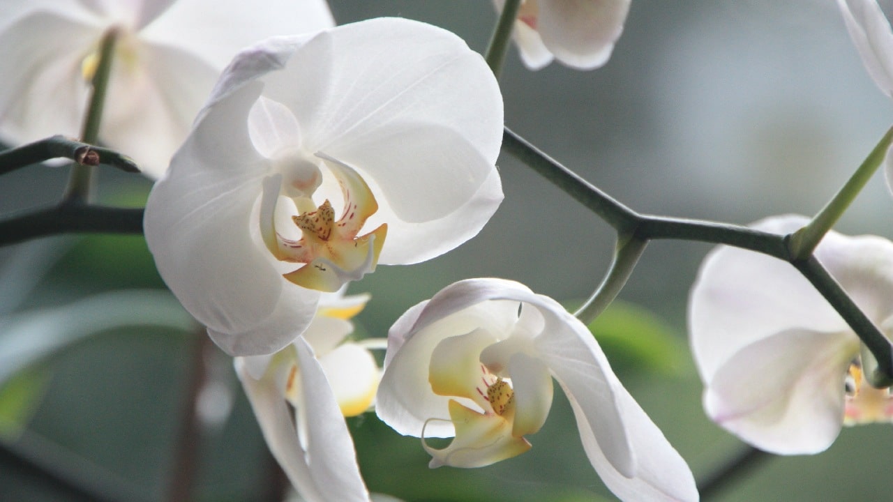 maceta con botellas plasticas