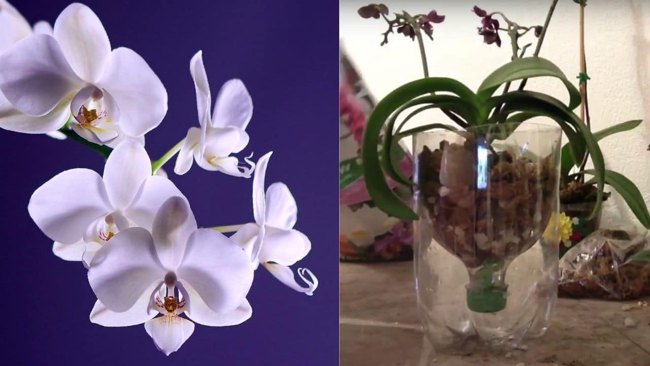 macetas para orquideas con botellas de plastico