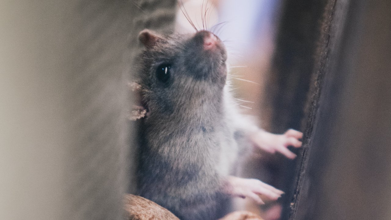 Cómo hacer veneno para ratas y cucaracha