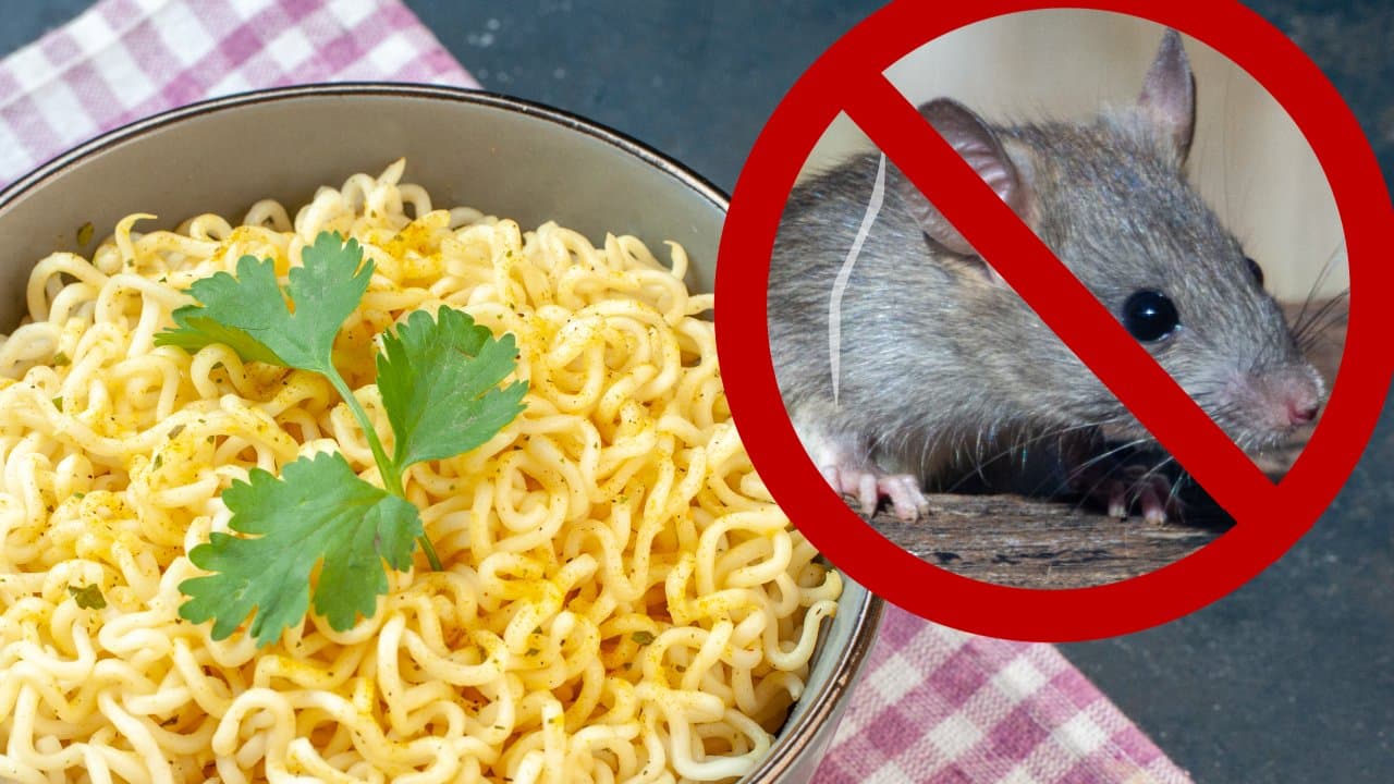 Cómo hacer veneno para ratas y cucaracha