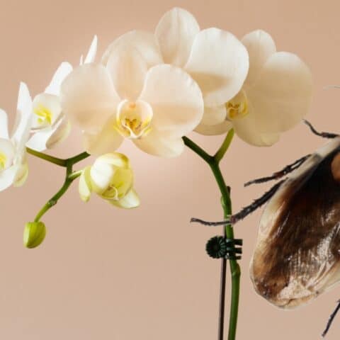 Plantas que atraen cucarachas