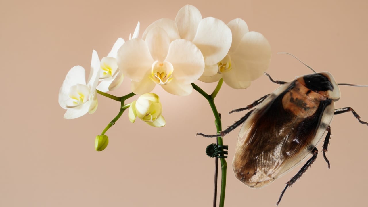 Plantas que atraen cucarachas