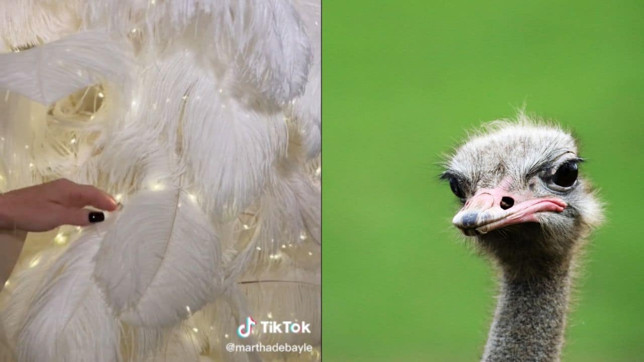 polemica arbol de navidad debayle