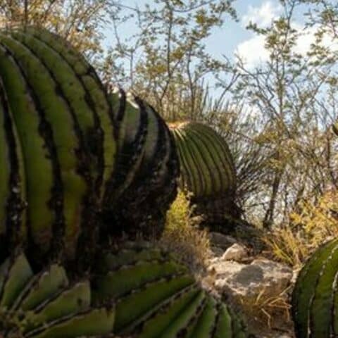 planta biznaga es ilegal