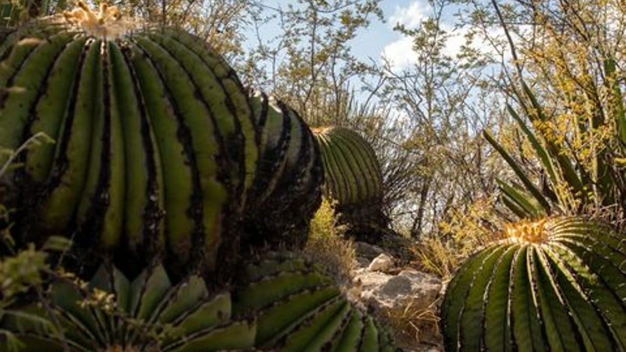 planta biznaga es ilegal