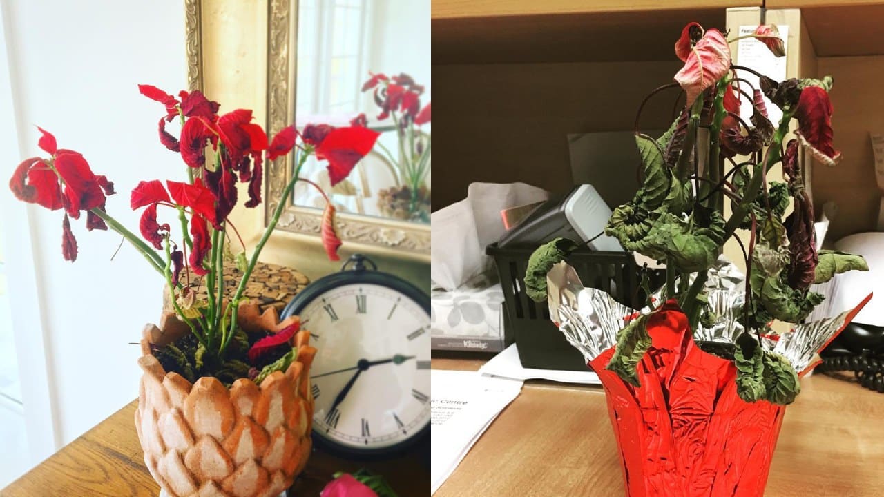 Por qué las hojas de mi Nochebuena se enrollan?