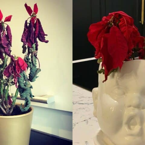 Por qué las hojas de mi Nochebuena se enrollan?