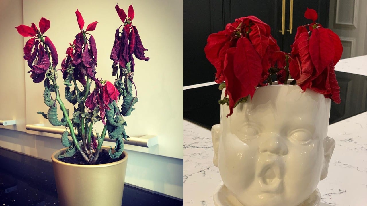 Por qué las hojas de mi Nochebuena se enrollan?