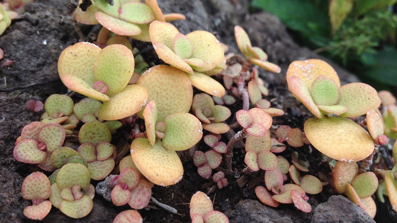 como cuidar planta jade