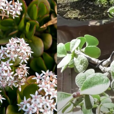 hojas planta jade arrugadas