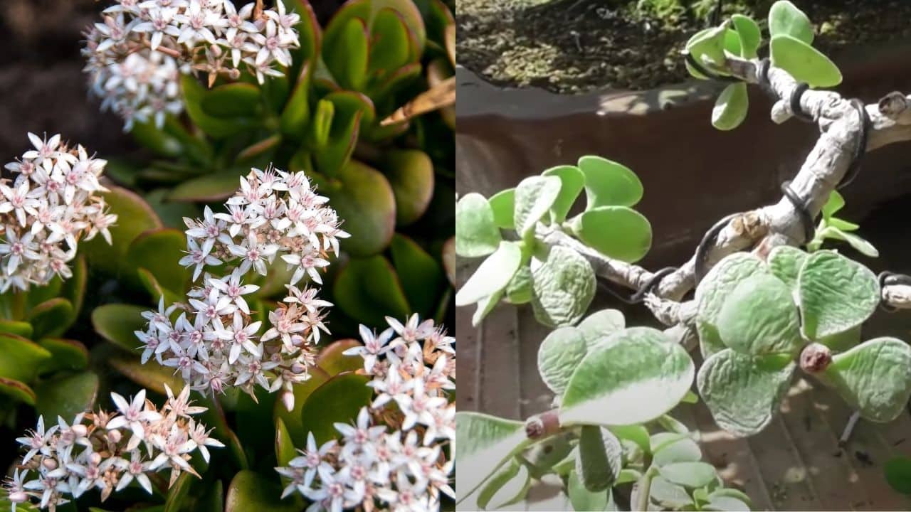 hojas planta jade arrugadas