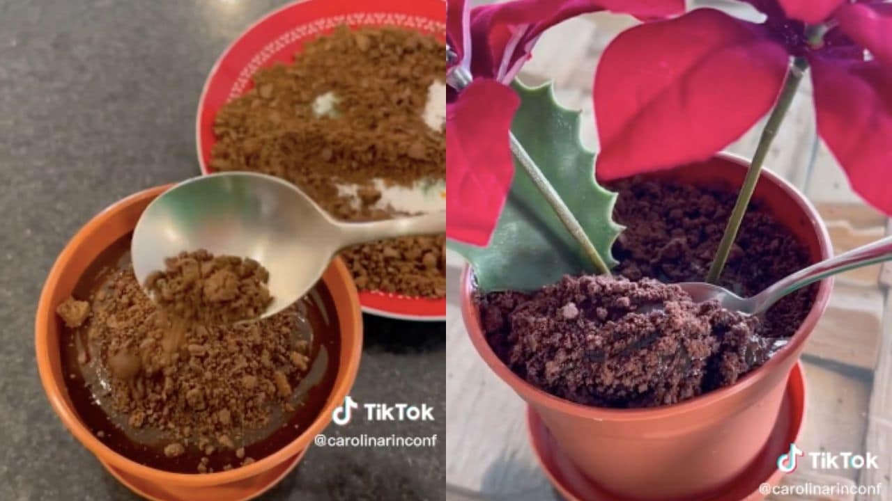 postre flor de nochebuena