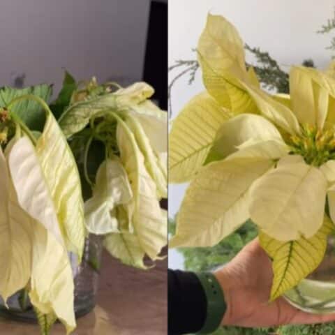 Hidratar nochebuenas